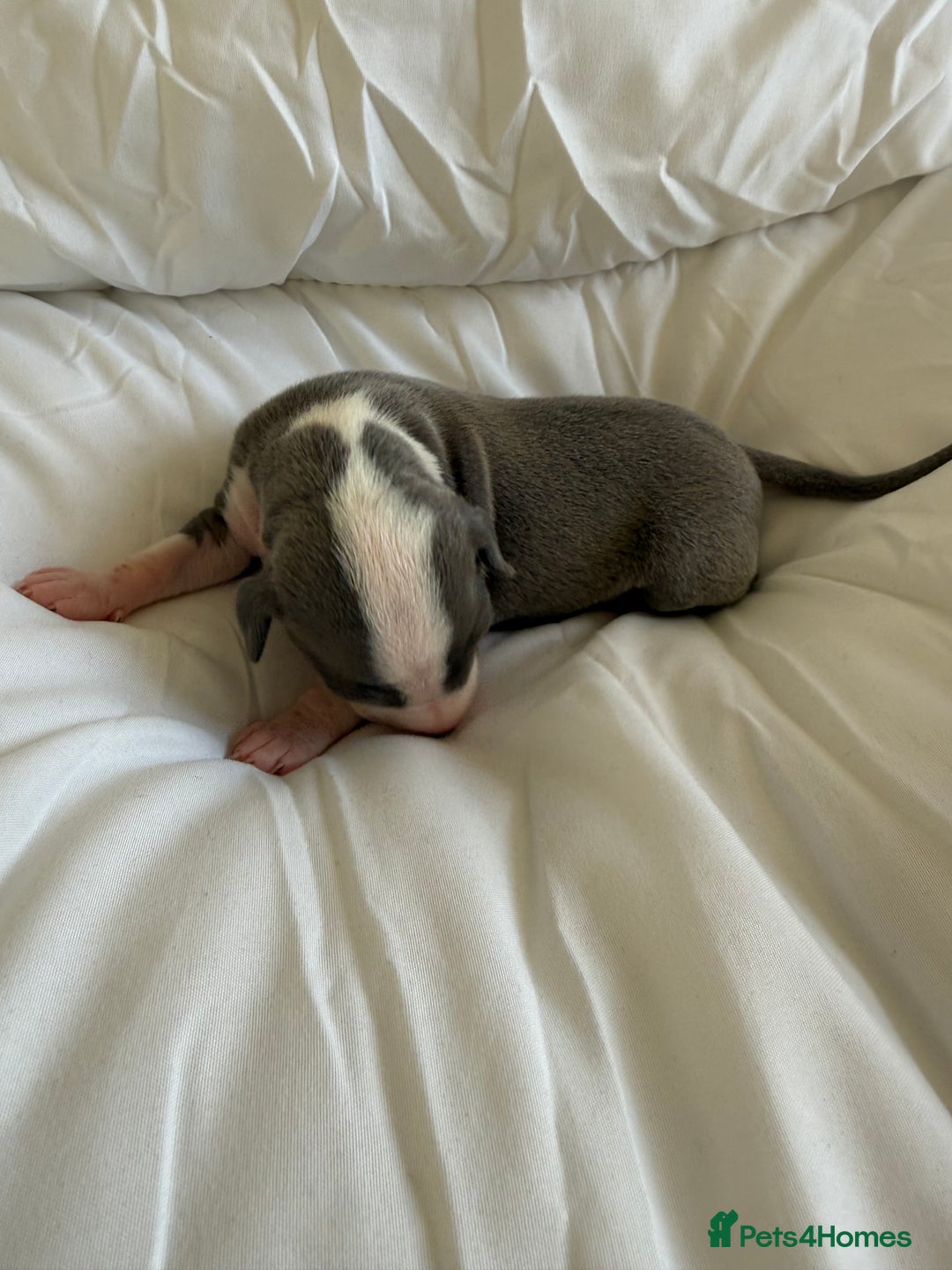 Italian Greyhound dogs for sale: KC registered Perfect Italian greyhound puppies  - Advert 6