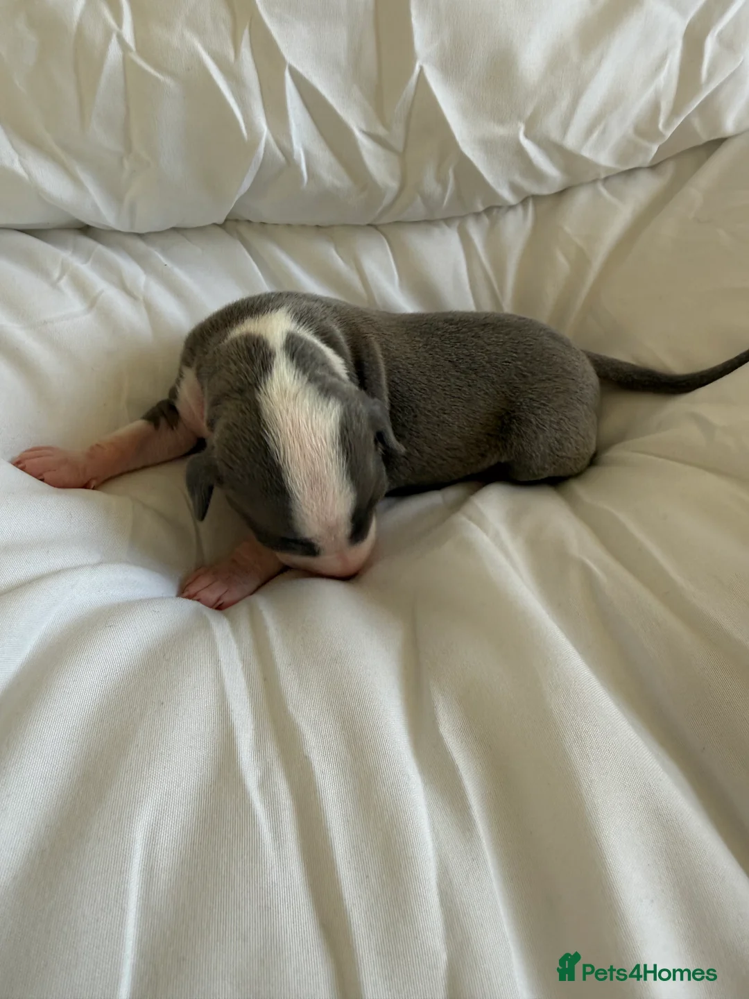 Italian Greyhound dogs for sale: 2 LEFT KC Italian greyhound puppies  - Advert 21