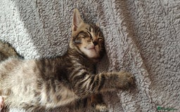 Mixed Breed cats for sale: Beautiful Siamese Cross Kittens - Image 20