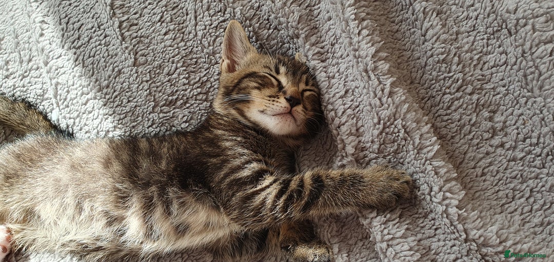 Mixed Breed cats for sale: Beautiful Siamese Cross Kittens - Image 20