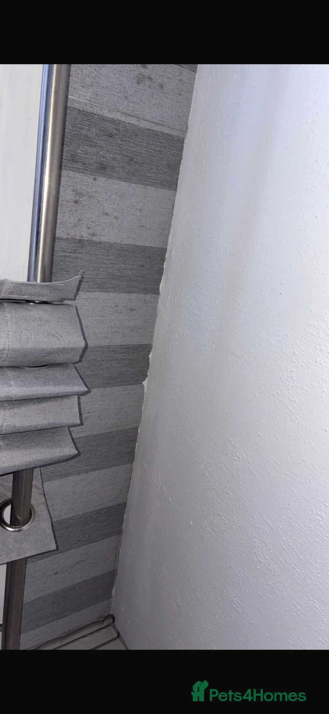 Dachshund dogs for sale: Miniature dashhound  - Advert 22