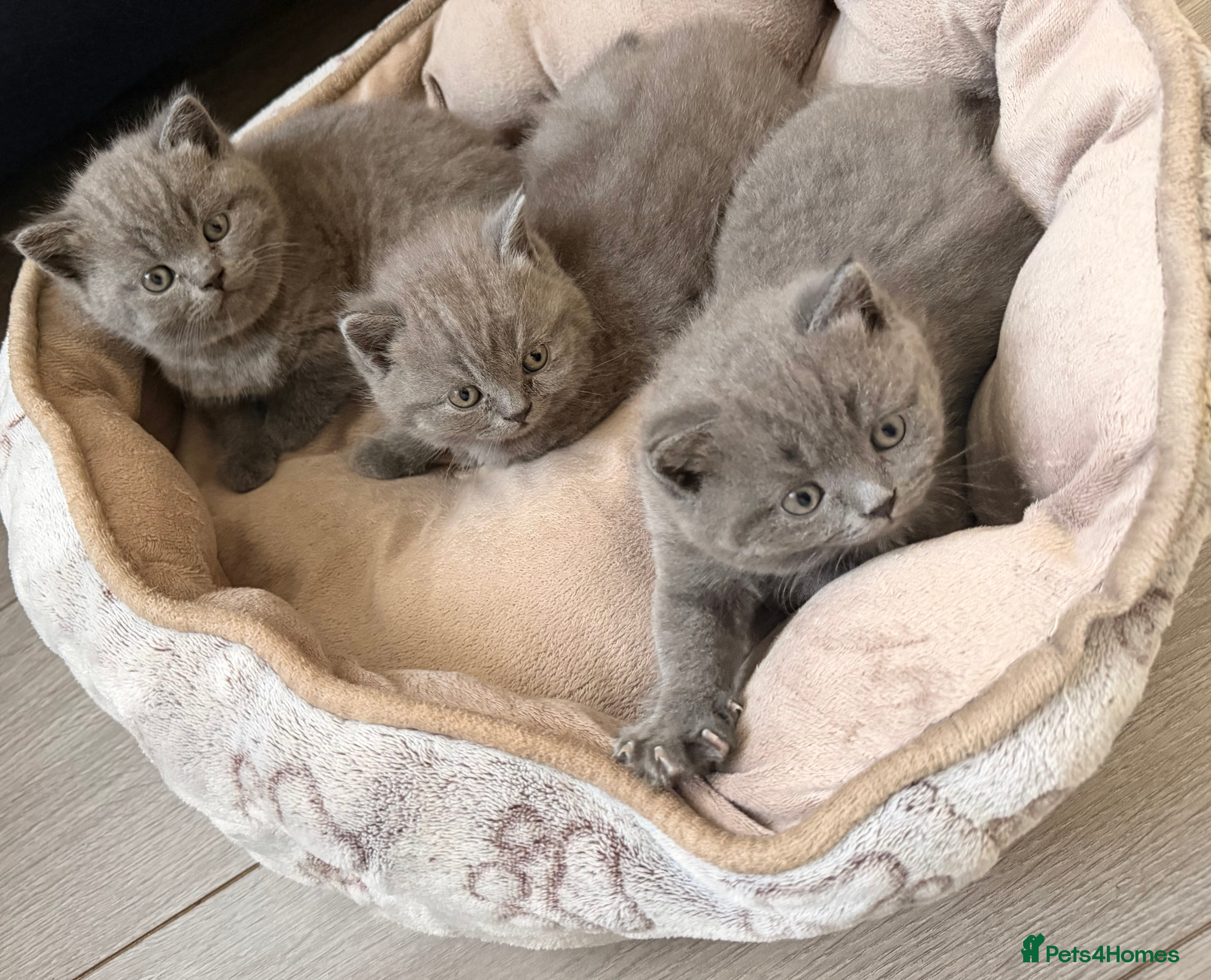 British Shorthair cats Fluffy British Shorthair kittens - Advert 1