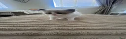 Ragdoll cats for sale: Beautiful ragdoll kittens  in Edinburgh - Advert 17
