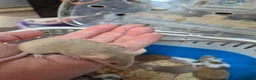 Mouse rodents for sale: Fancey Male and female mice - Advert 14