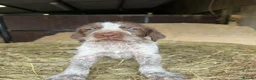 Italian Spinone dogs for sale: Italian Spinone Puppies - Advert 13