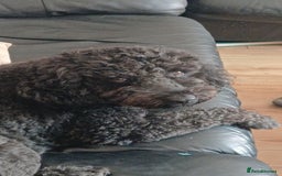 Spanish Water Dog dogs for adoption: Fantastic Fozzie Looking For His New Beginning  - Image 3