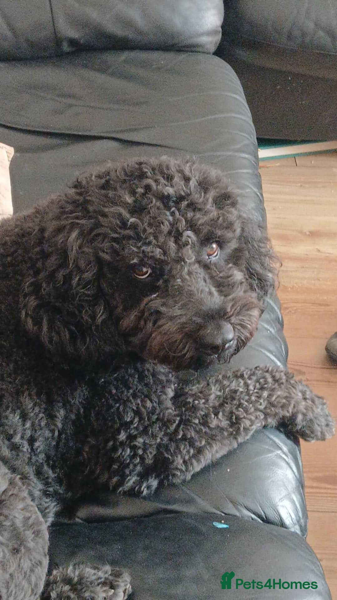 Spanish Water Dog dogs for adoption: Fantastic Fozzie Looking For His New Beginning  - Image 3