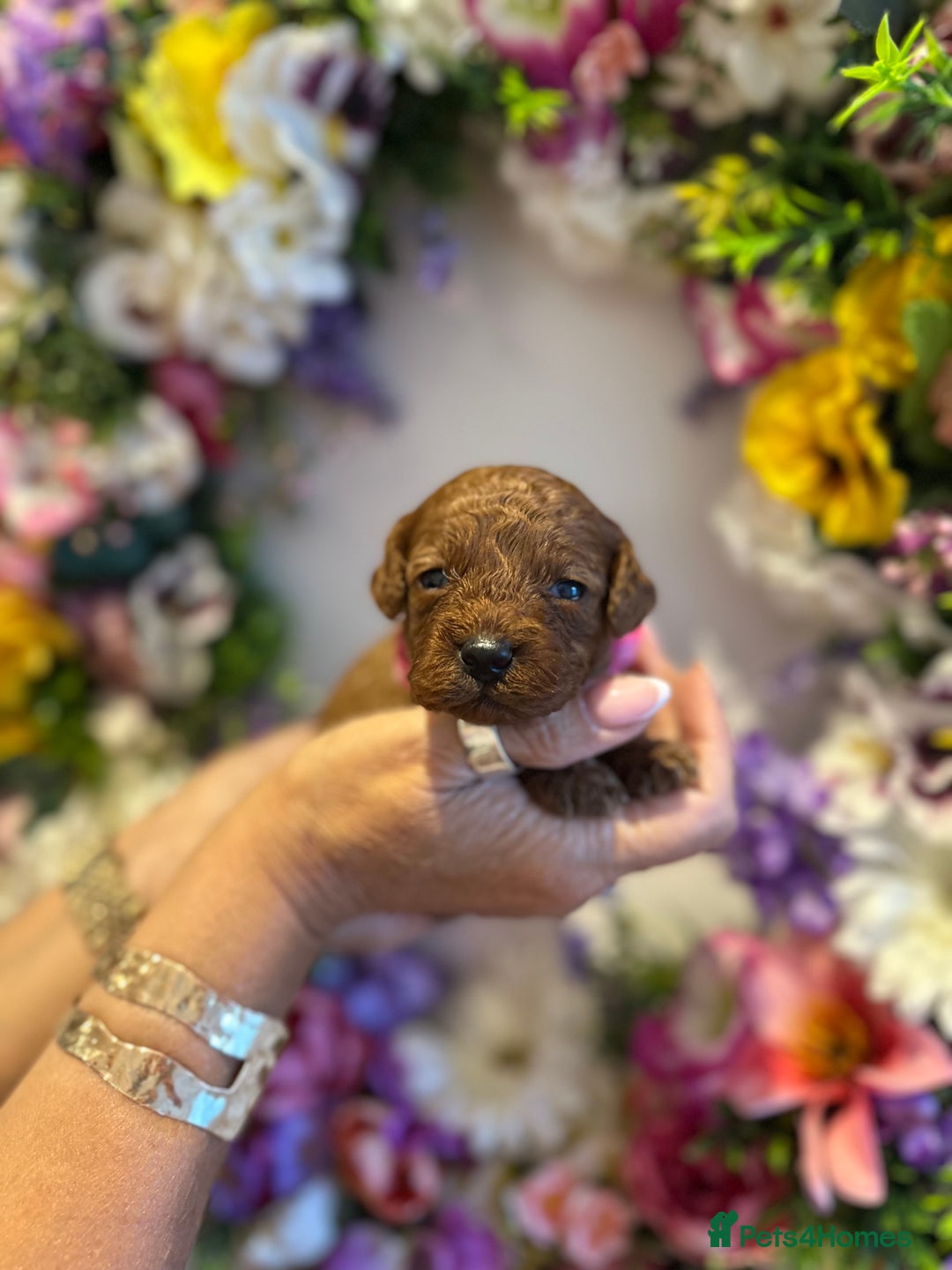 Cavapoo dogs for sale: STUNNING DEEP RED CAVAPOO PUPPIES  - Image 20