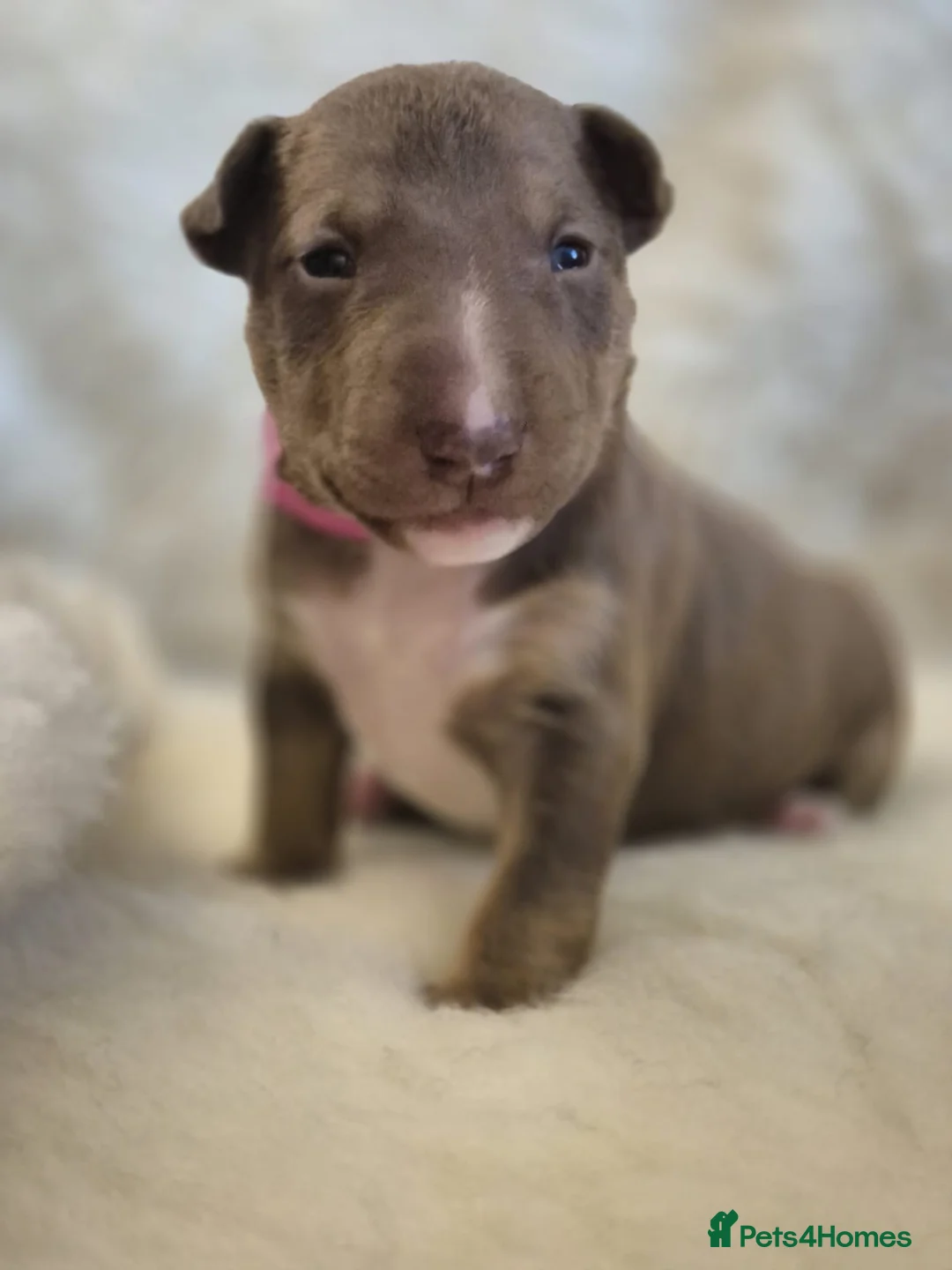 Miniature Bull terrier dogs for sale: REDUCED Exclusive Miniature Bull Terrier Pups  - Advert 19