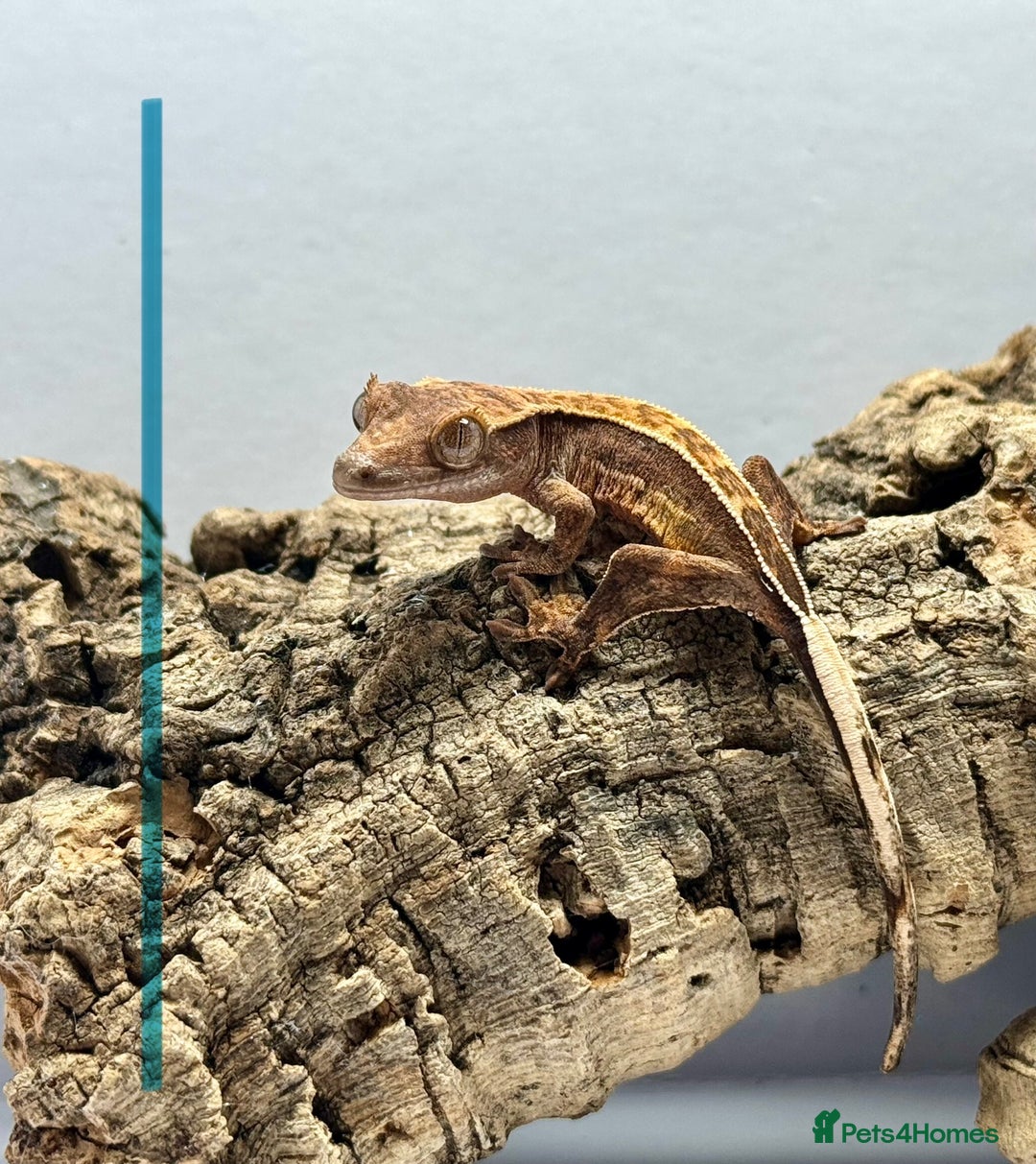 Gecko reptiles for sale: Baby Crested Geckos for Sale – Multiple Morphs  - Advert 21