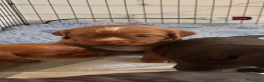 Cocker Spaniel 1