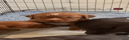 Cocker Spaniel dogs for sale: Gorgeous working type cocker spaniel puppies - Advert 13