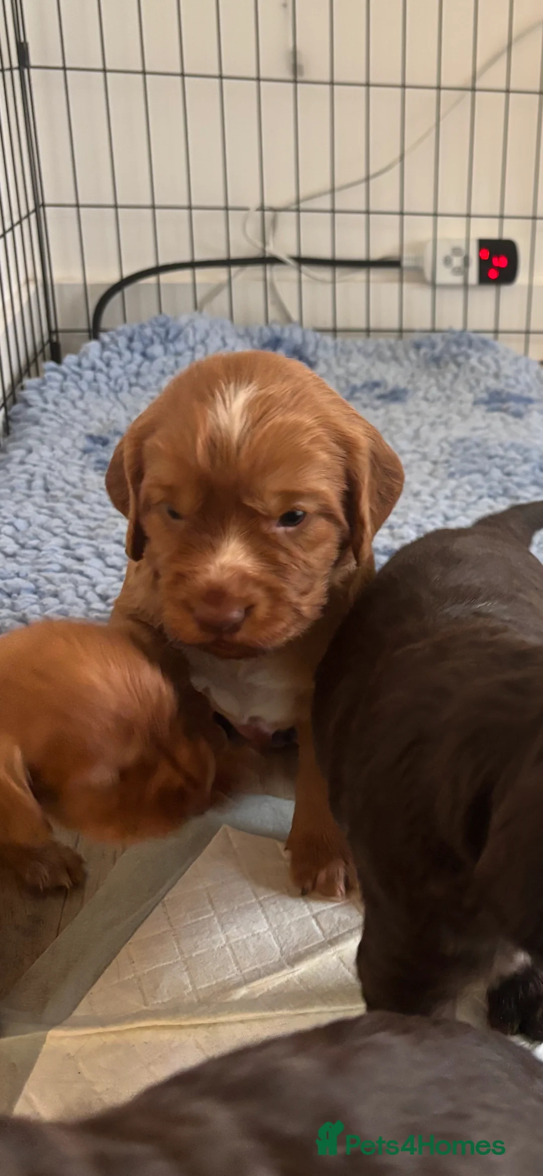 Cocker Spaniel dogs for sale: Gorgeous working type cocker spaniel puppies - Advert 13