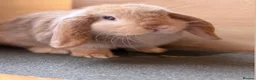 Mini Lop rabbits for sale: Adult Mini Lops - Advert 8
