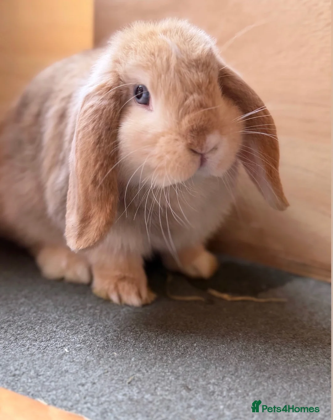 Mini Lop rabbits for sale: Adult Mini Lops - Advert 8