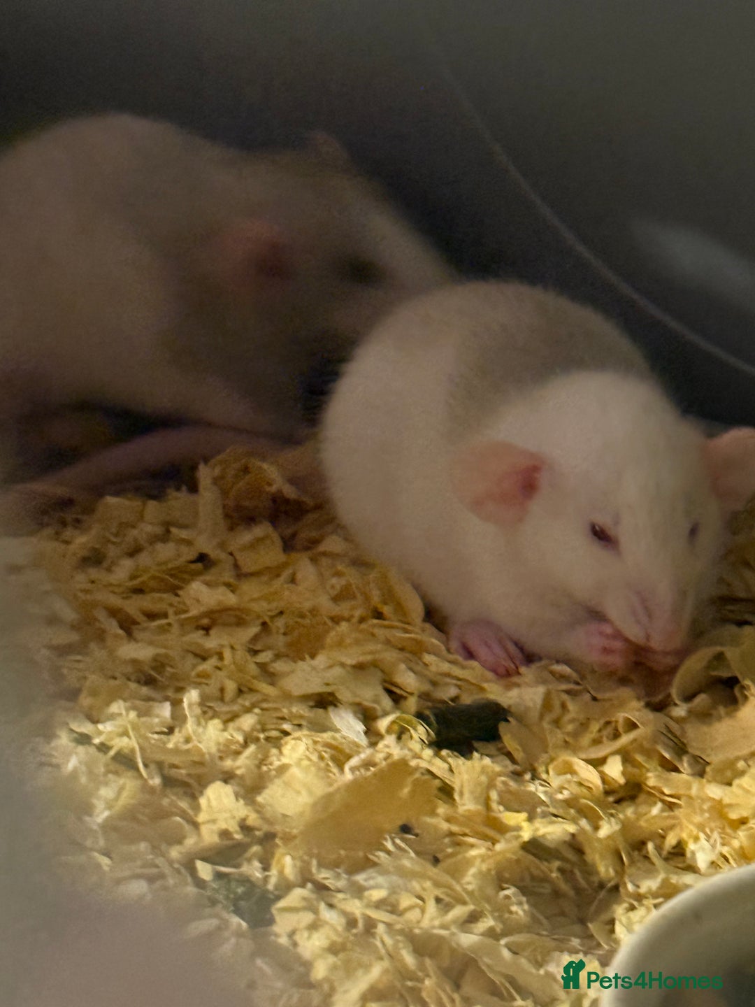 Rat rodents for sale: Adorable baby dumbo rats - Advert 3