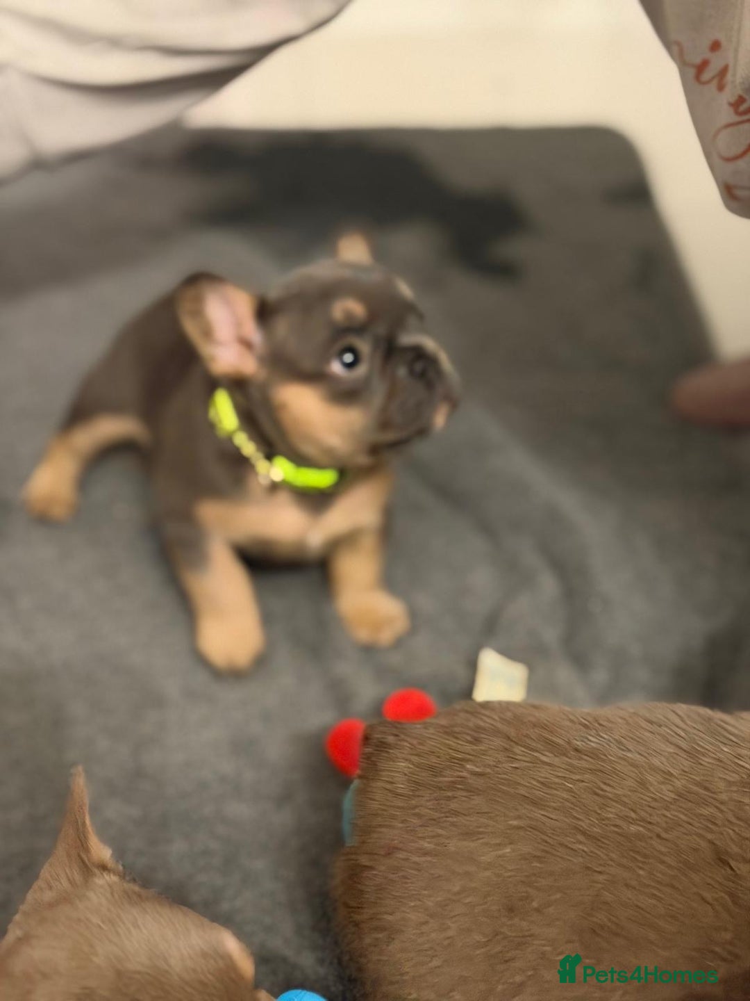 French Bulldog dogs for sale: Outstanding Frenchie pups  - Advert 10