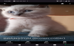 Ragdoll cats for sale: 4 stunning ragdoll kittens left - Image 22