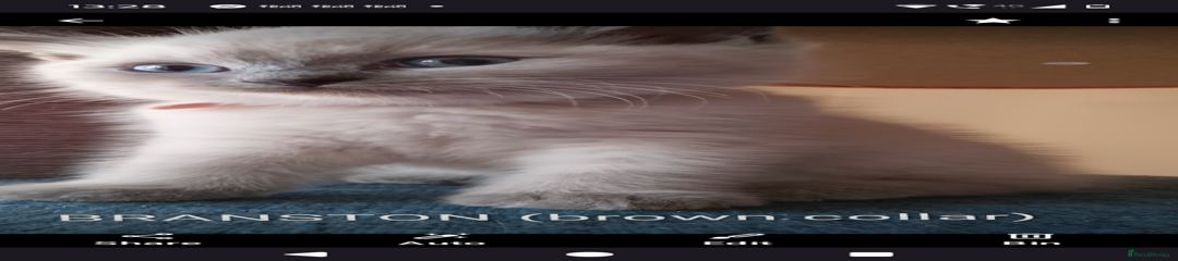 Brown collar boy Branston