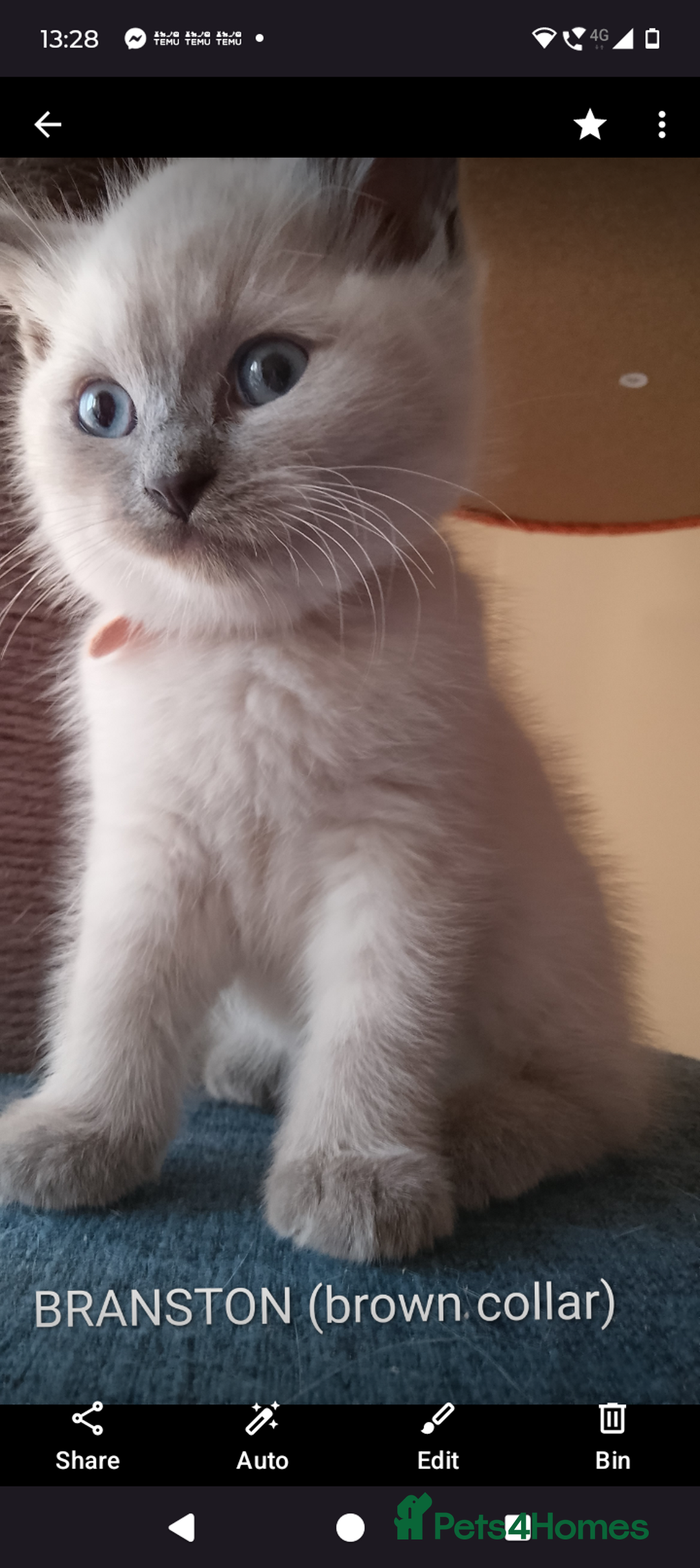 Ragdoll cats for sale: 4 stunning ragdoll kittens left - Image 22