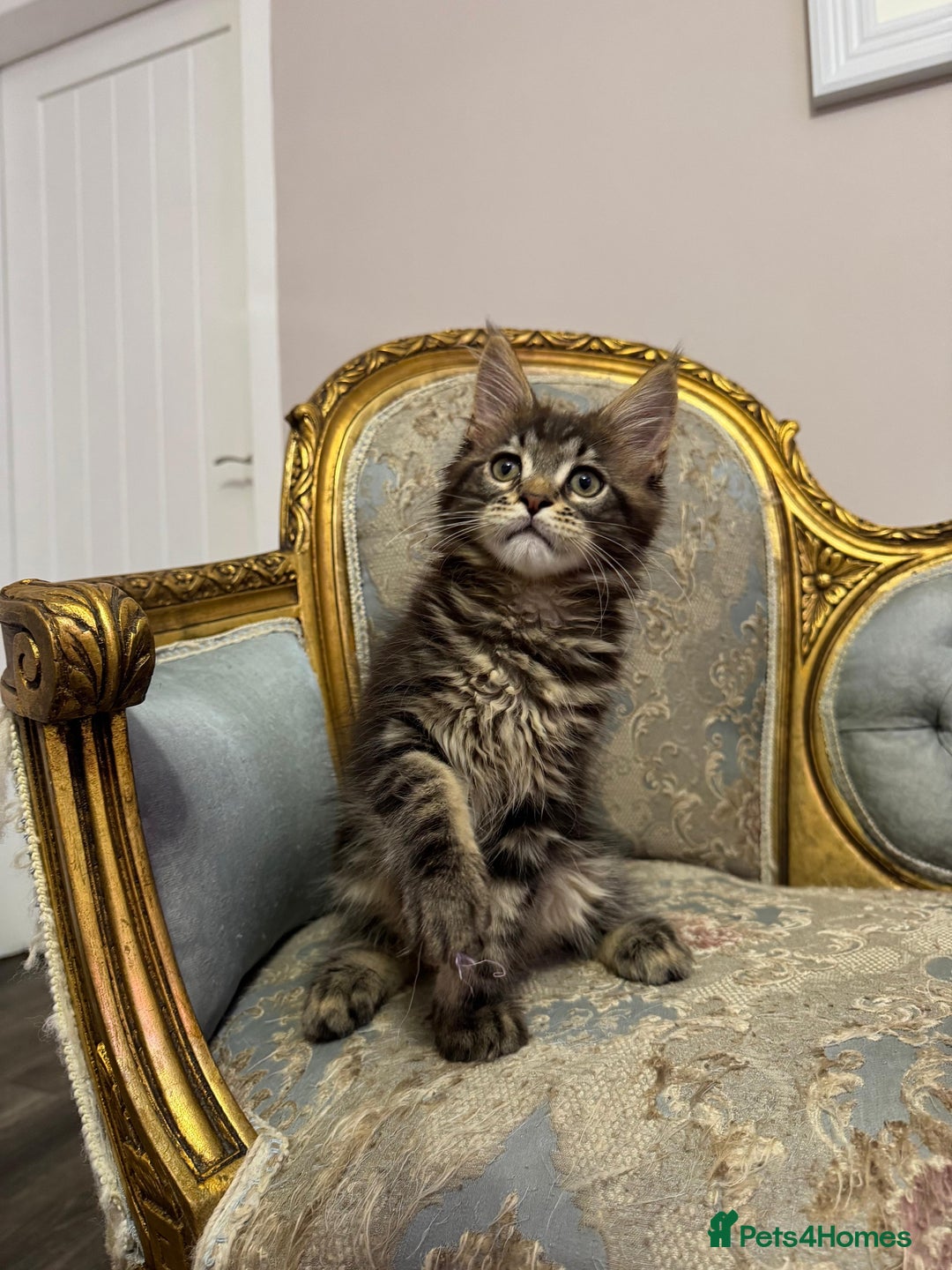 Maine Coon cats for sale: Maine Coon Kittens 🏆 20+ gen 🧬 pedigree 🎄🎄🎄 - Advert 21