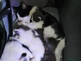 Mixed Breed cats 3 mixed breed kittens looking their forever home - Advert 3