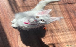 Maine Coon cats for sale: TICA Maine Coon Russian - Image 9