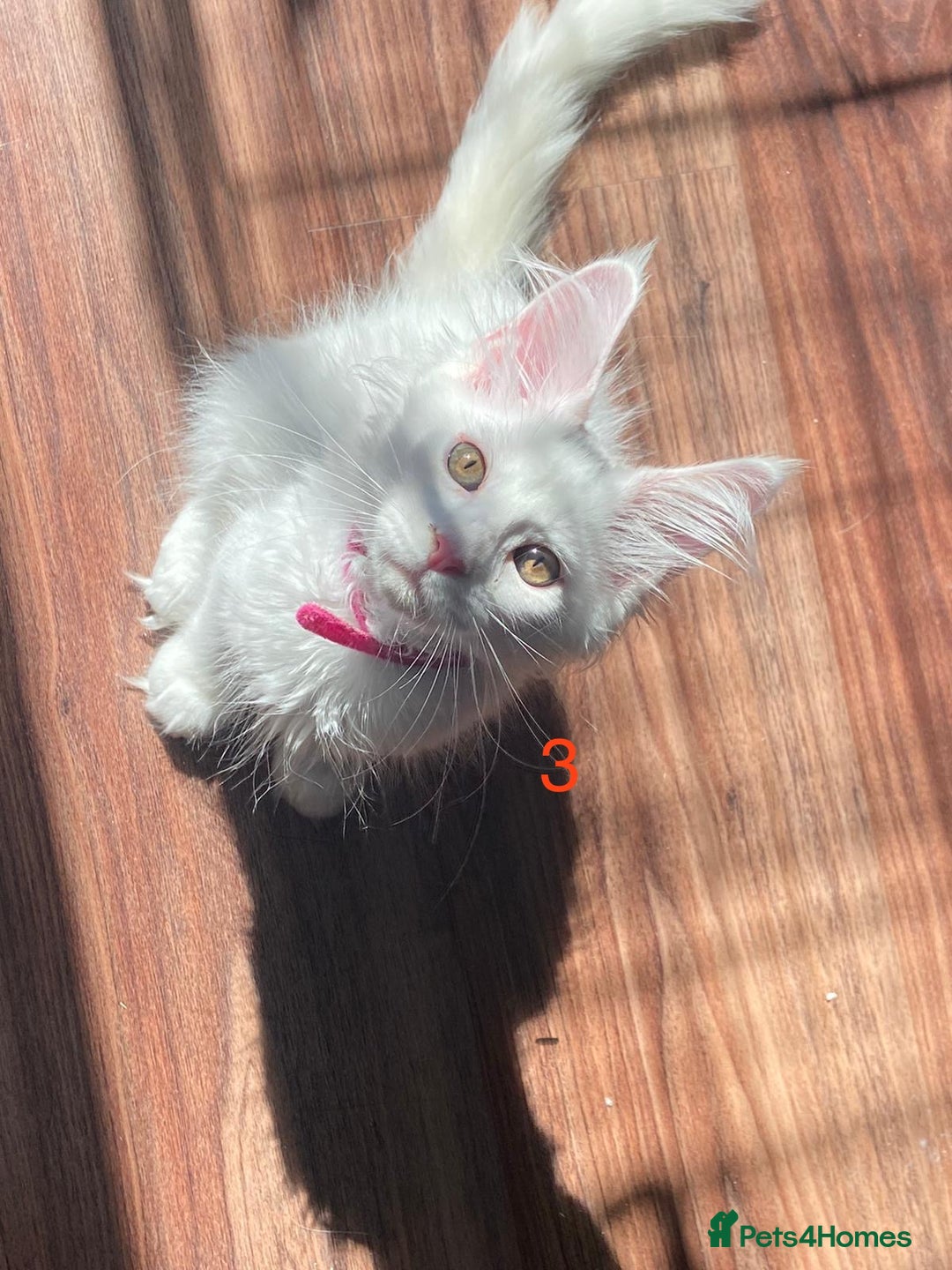 Maine Coon cats for sale: TICA Maine Coon Russian - Image 9