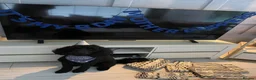 Poodle dogs for stud: Gorgeous poodle for stud only in Mold - Advert 4