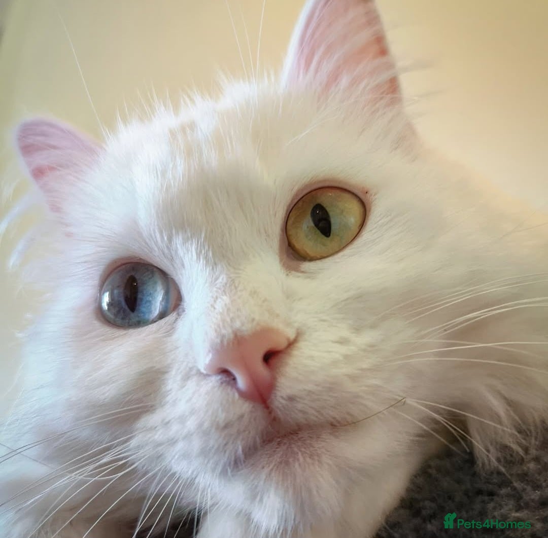 Mixed Breed cats for sale: Beautiful Long Haired kittens - Advert 8