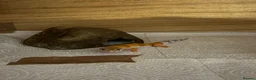 Leopard Gecko reptiles for sale: Baby Leopard Geckos with Equipment – Captive Bred - Advert 9