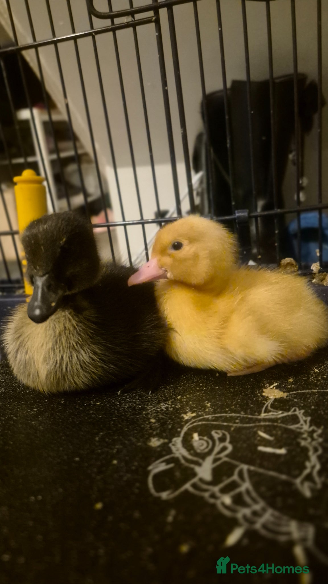 Ducks poultry 3 mixed Ducklings. Hatched on Easter day - Advert 1