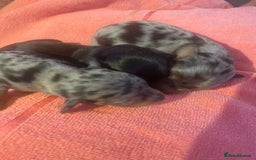 Miniature Dachshund dogs for sale: Long haired Minature Dachshund  - Image 8