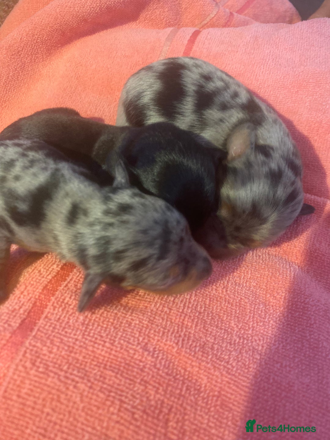 Miniature Dachshund dogs for sale: Long haired Minature Dachshund  - Image 8