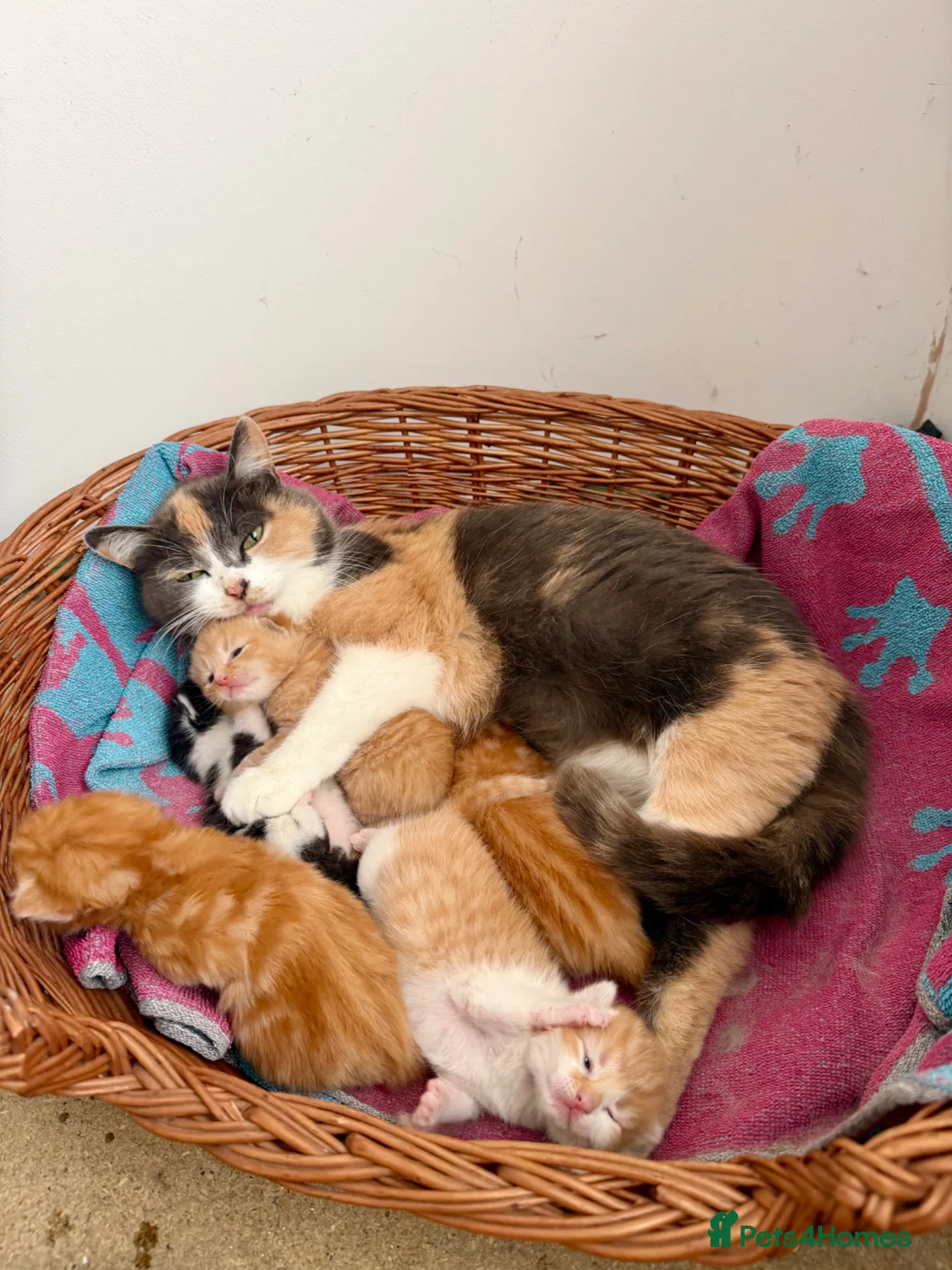 Mixed Breed cats for sale: Stunning Persian x Ragdoll x British Shorthair - Advert 1