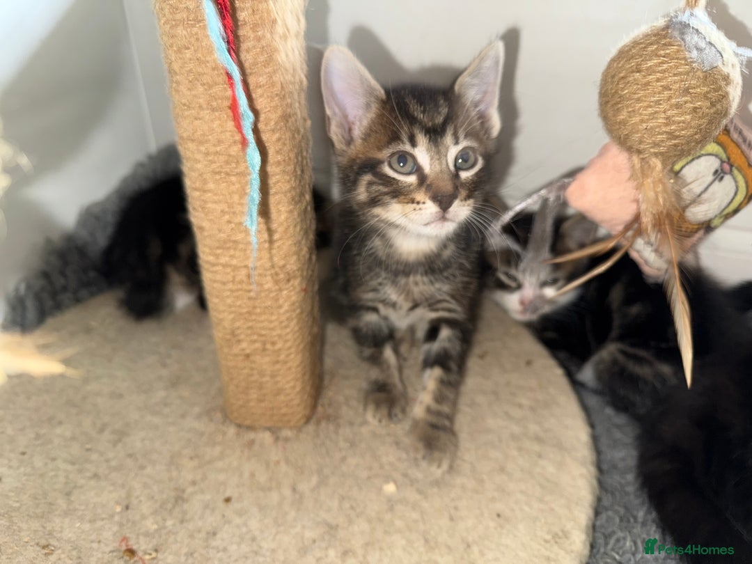 Domestic Shorthair cats for sale: 5 adorable kittens ready now - Image 6
