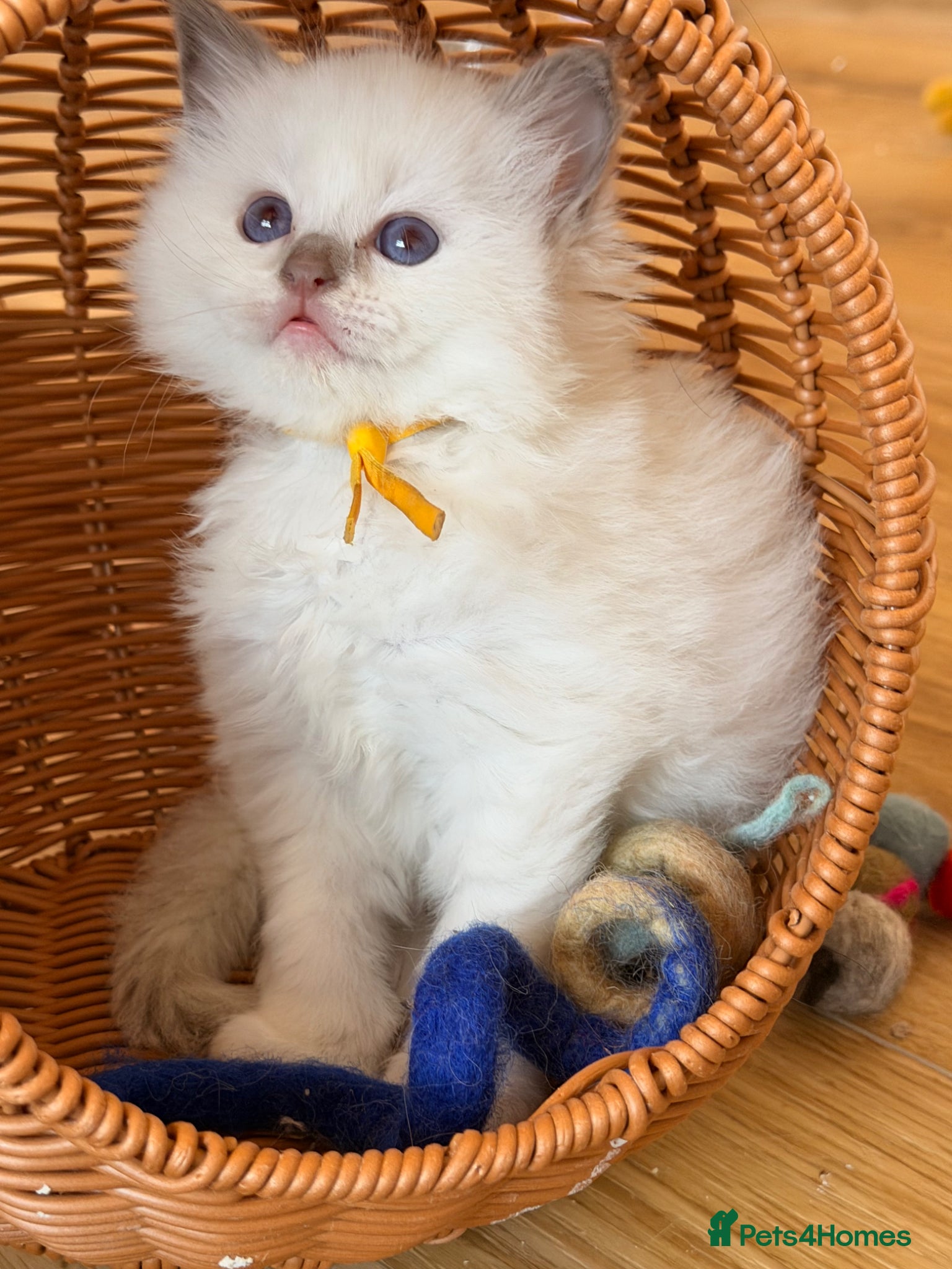 Ragdoll cats Exquisite Ragdoll litter   - Advert 1