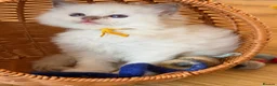 Ragdoll cats for sale: Exquisite Ragdoll litter   - Advert 1