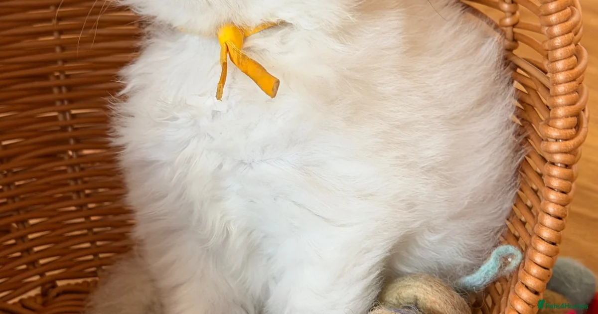 Exquisite Ragdoll litter for sale in Falkirk | Pets4Homes