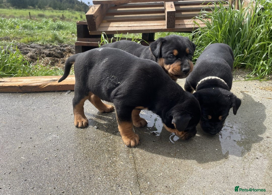 Rottweiler dogs for sale: Clean Rottweiler puppies raised with love and care - Advert 2