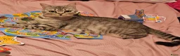 Brazilian Shorthair cats for sale: Sweet Tabby Kittens - Advert 5