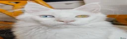 Maine Coon cats for sale: White odd eyes maine coon girl - Advert 3