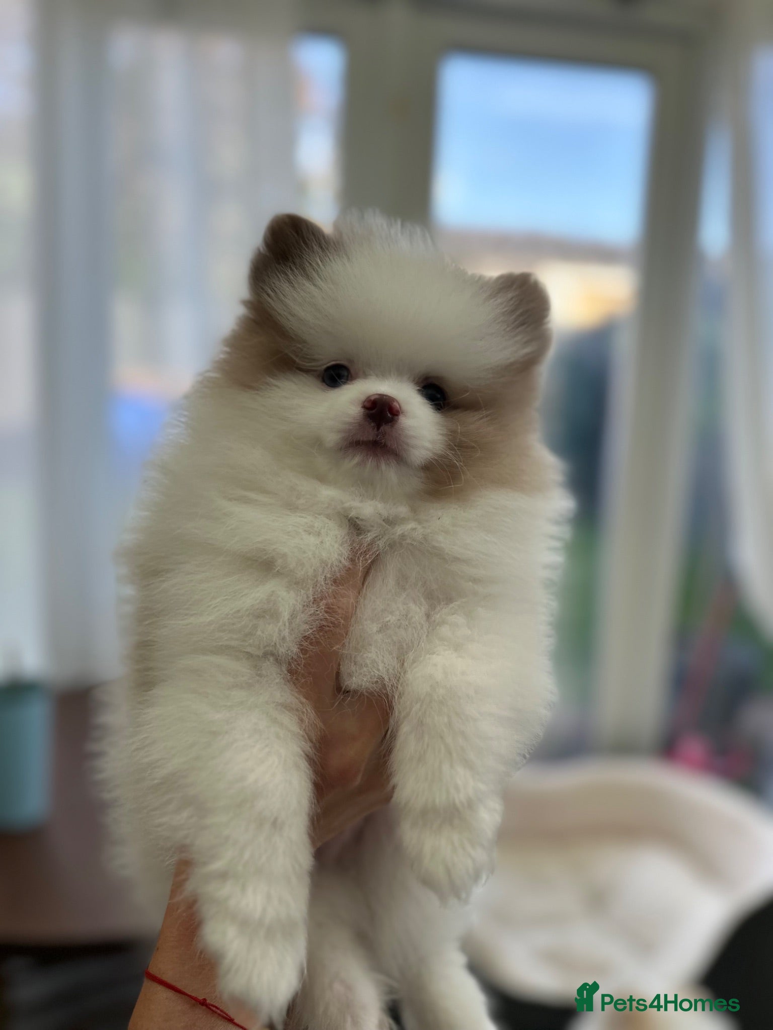 Pomeranian dogs   🤍 Pomeranian With Sweet Temperament - Advert 1