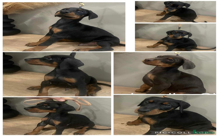 Dobermann dogs - Advert 13