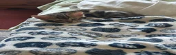 Bengal cats for sale: baby bengal male - Advert 11