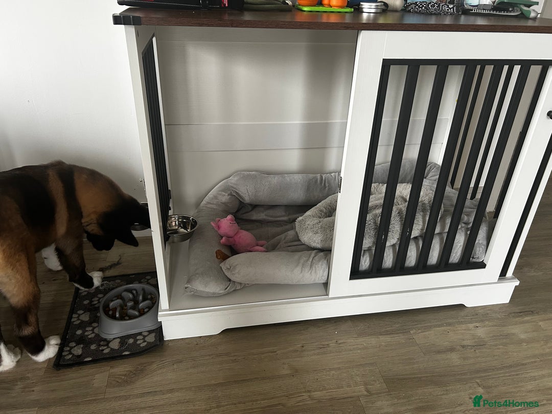 Akita dogs for sale: American Akita puppy looking for new home - Advert 9