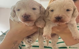 Schnoodle dogs for sale: Gorgeous schnoodle puppies  - Image 15
