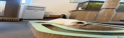 Ragdoll cats for sale: Beautiful Purebred Ragdoll Kittens Ready Now  - Advert 9