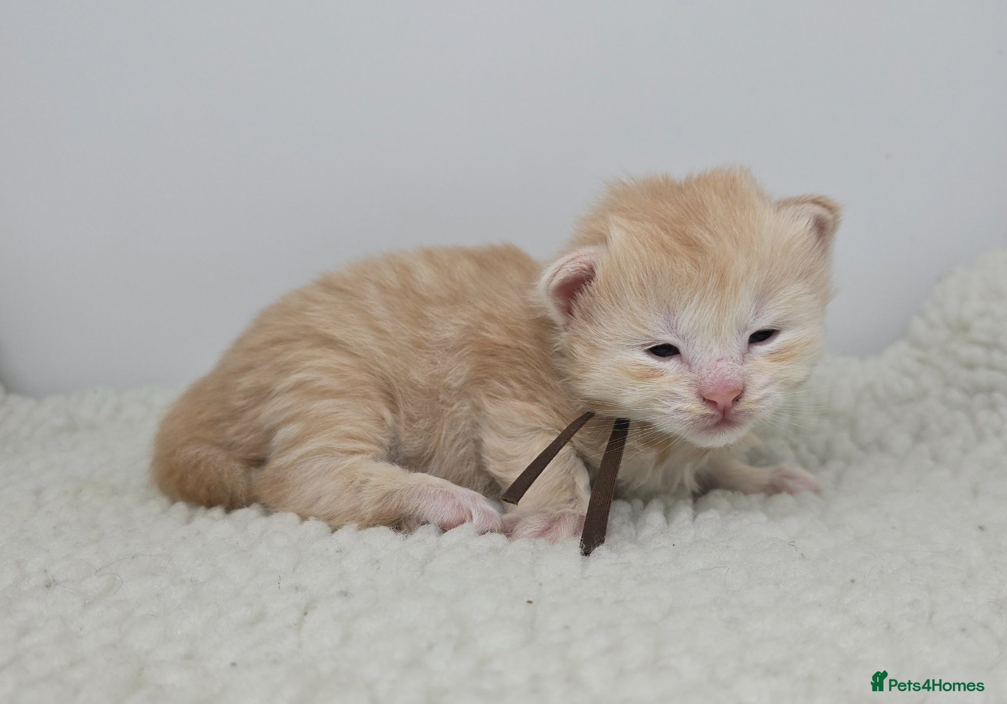 Maine Coon cats Amazing Large Red & Cream Silver Boys Maine Coons - Advert 8