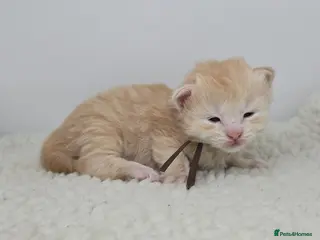 Maine Coon cats Amazing Large Red & Cream Silver Boys Maine Coons - Advert 8